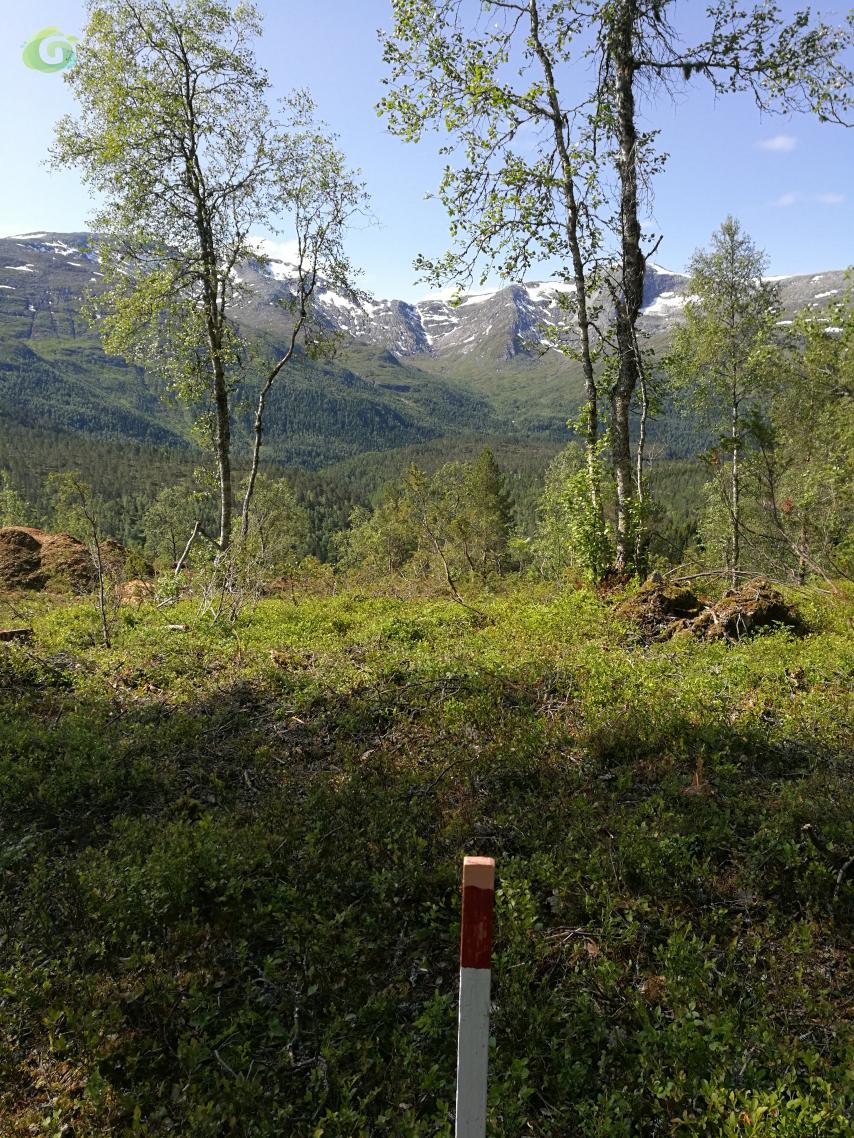tomt31sommar.jpg